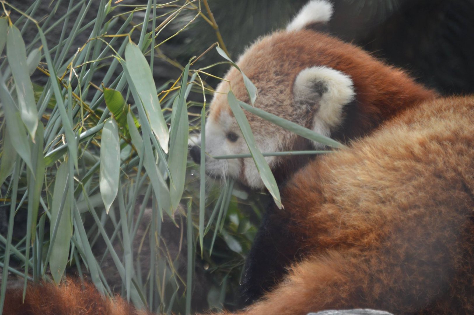 Ailurus fulgens fulgens