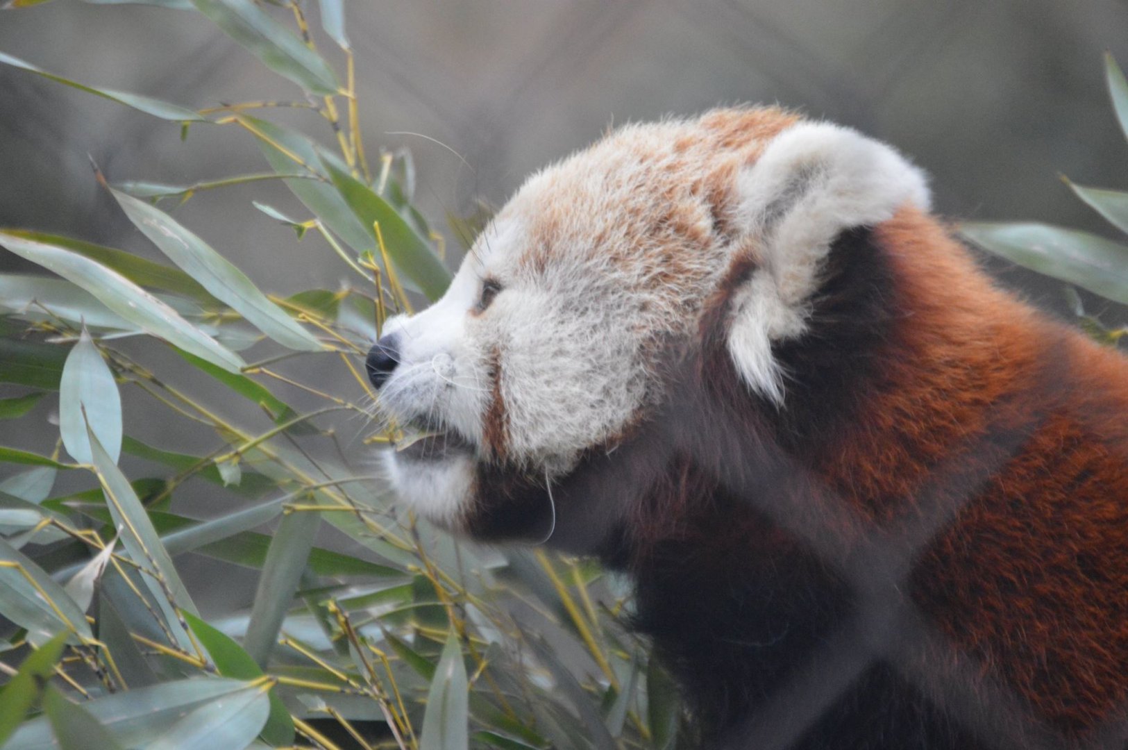 Ailurus fulgens fulgens