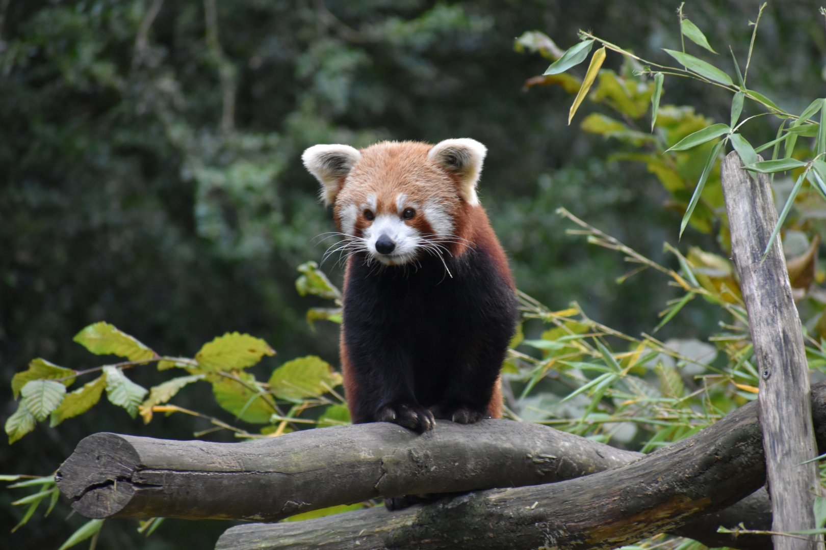 Ailurus fulgens - Red Panda