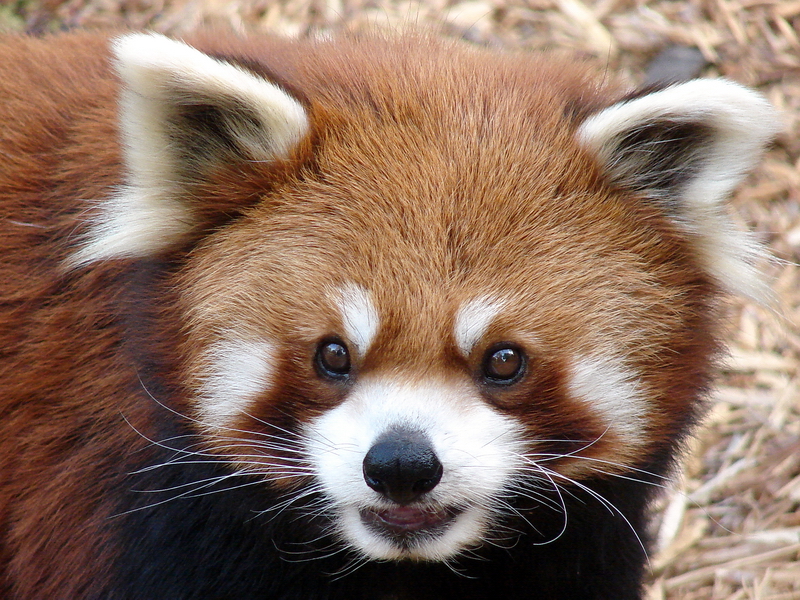 Ailurus fulgens refulgens / Red panda