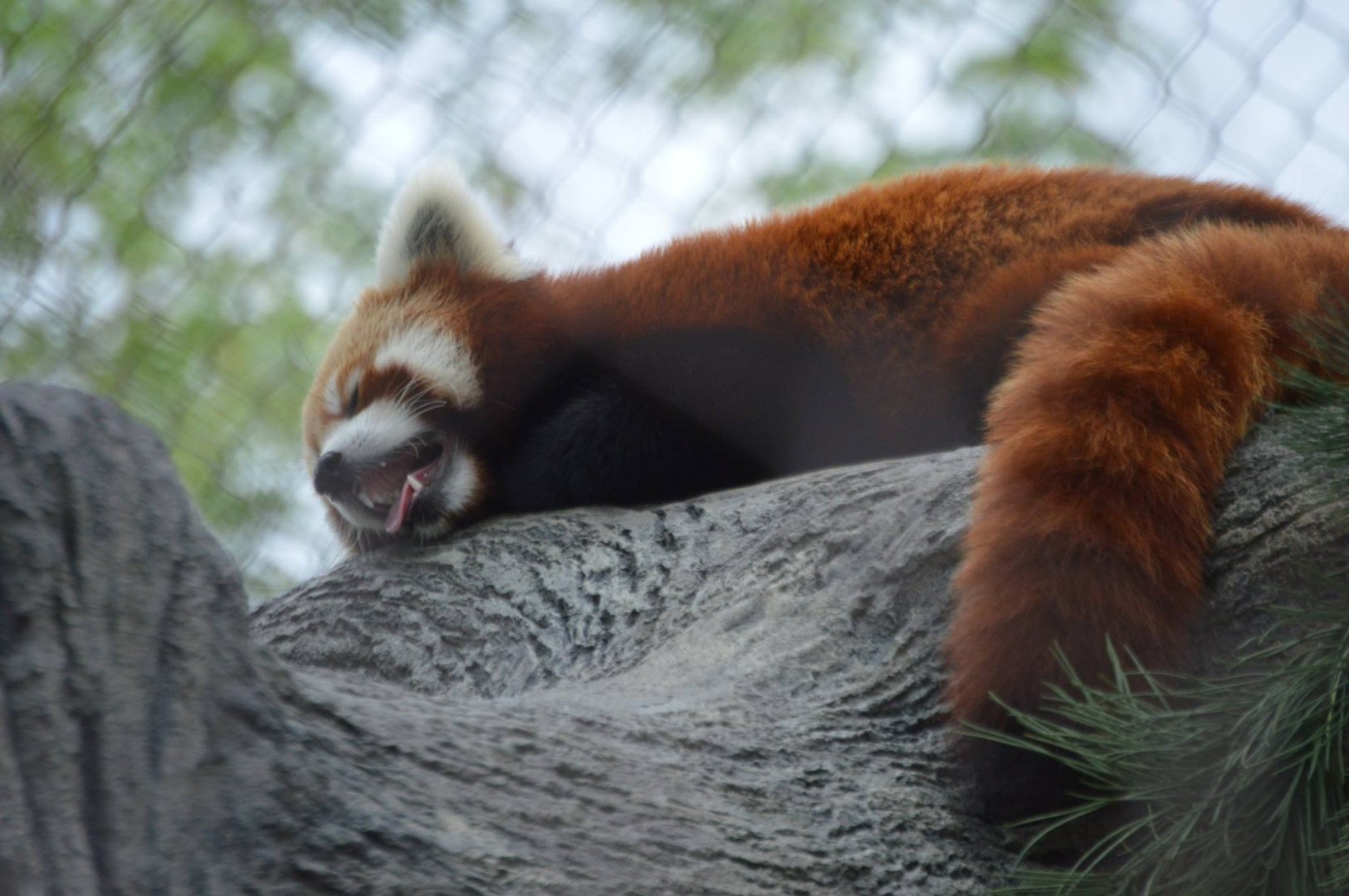 Ailurus fulgens styani