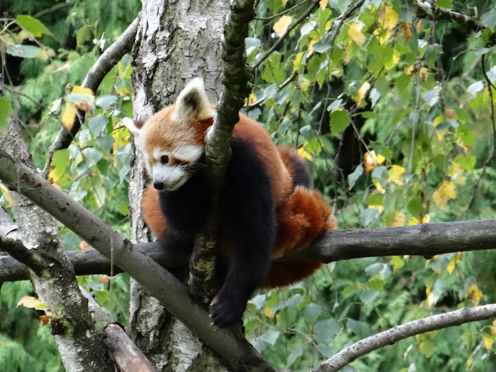 Ailurus fulgens
