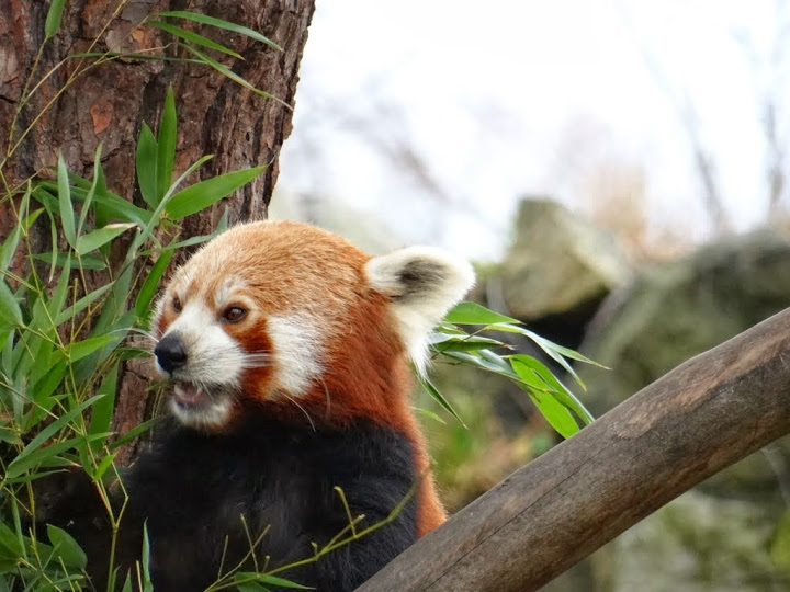 Ailurus fulgens