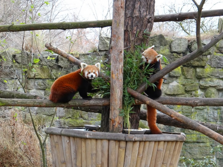 Ailurus fulgens