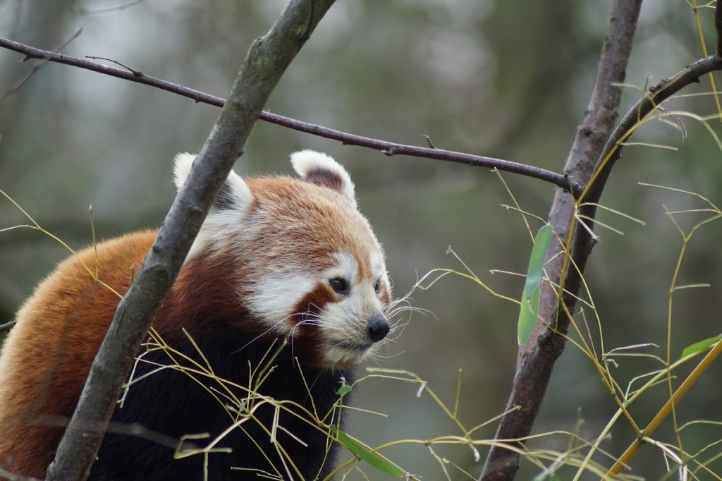 Ailurus fulgens