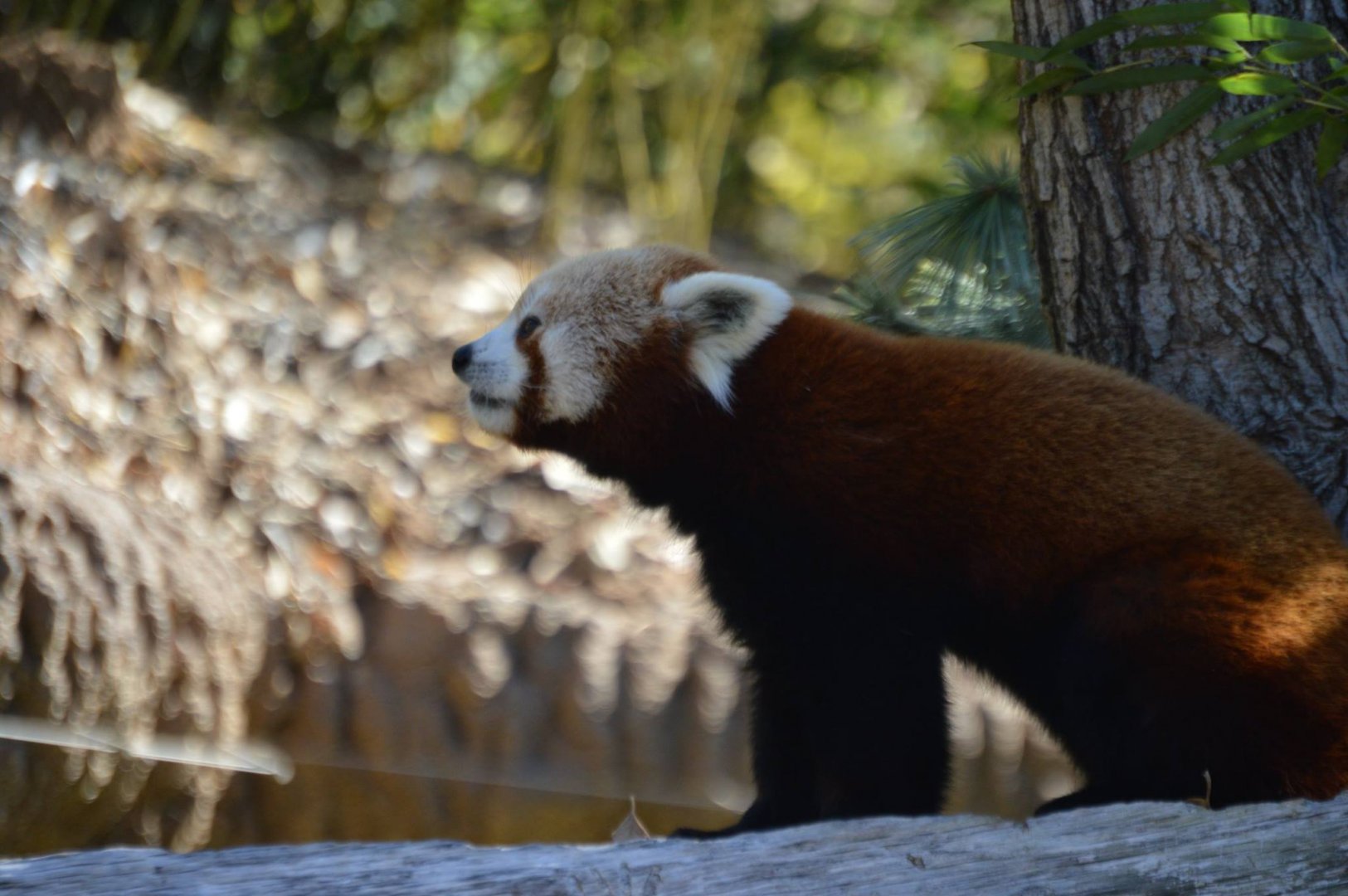 Ailurus fulgens