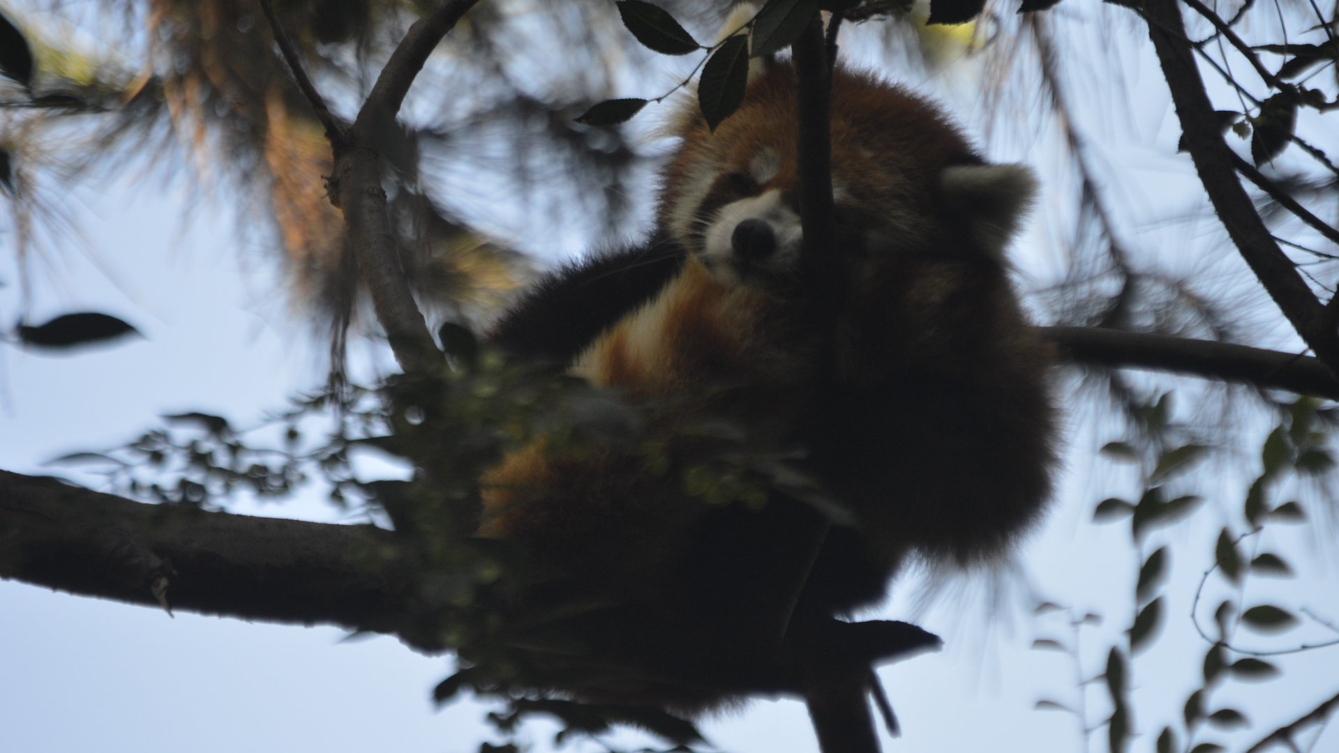 Ailurus fulgens