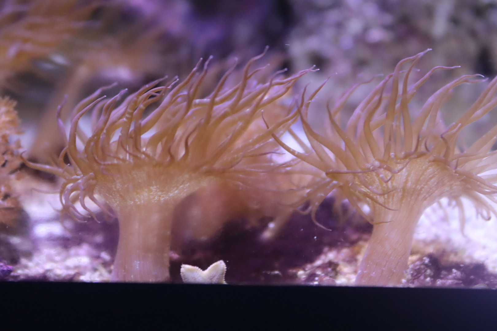 Aiptasia Anemone spp.