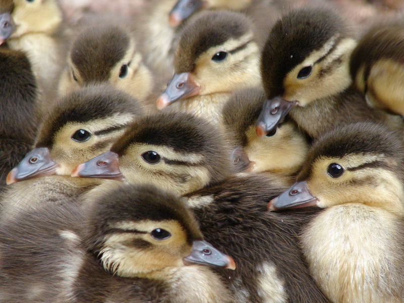 Aix galericulata / Mandarin duck (pull), 19-06-2011