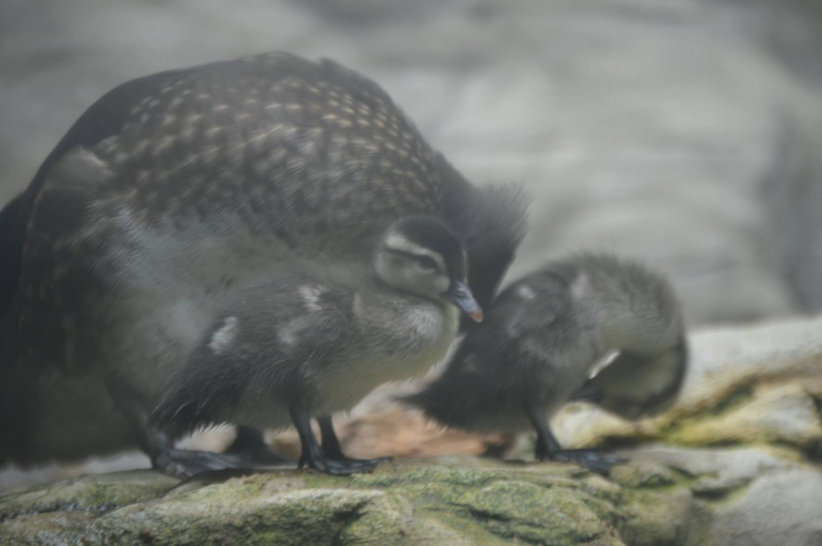Aix sponsa ducklings