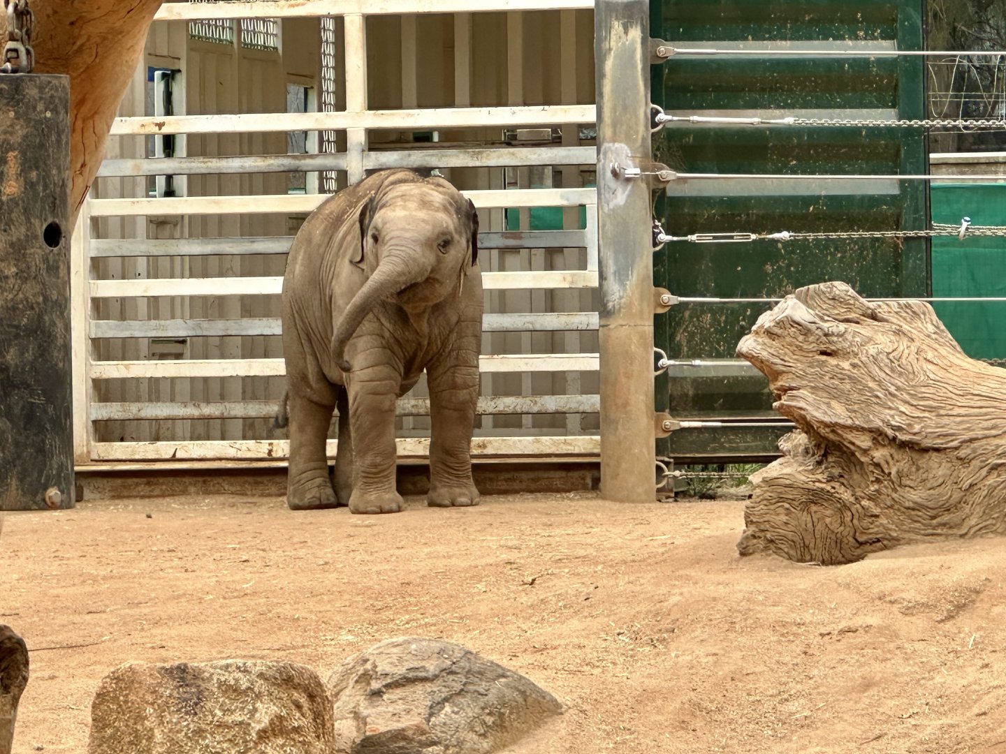 Aiyara (12 months old)