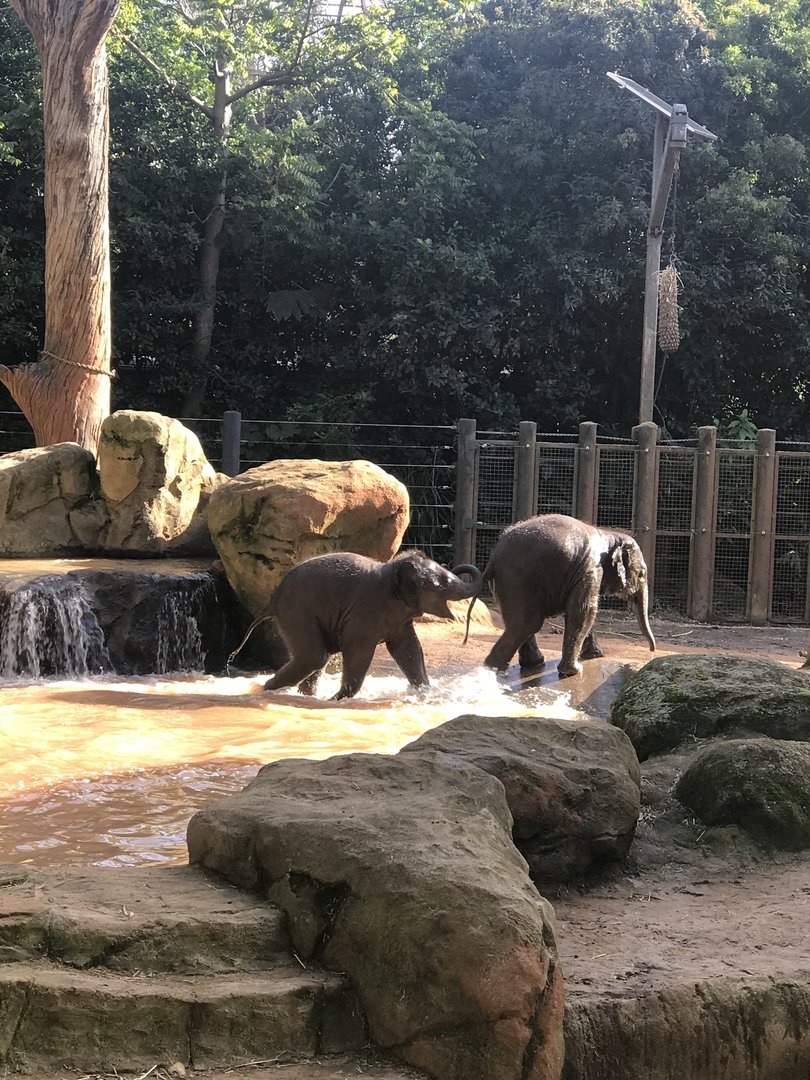 Aiyara and Kati - Asian Elephants