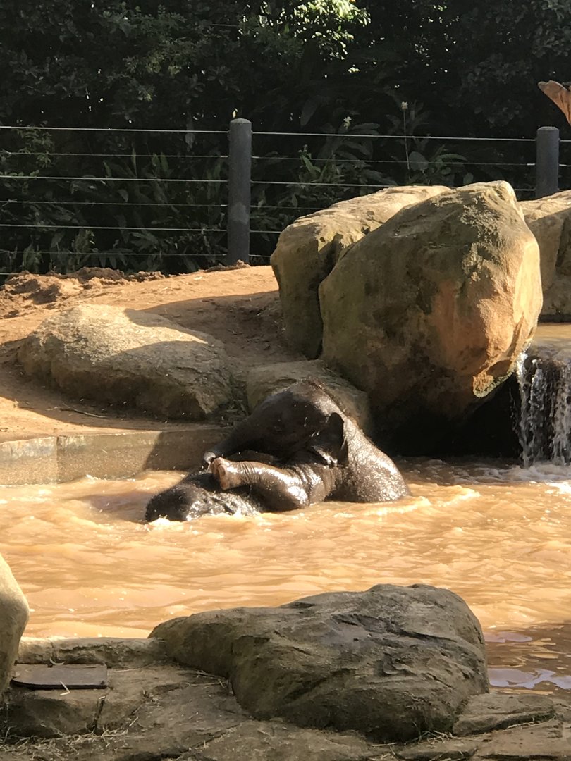 Aiyara and Kati - Asian Elephants