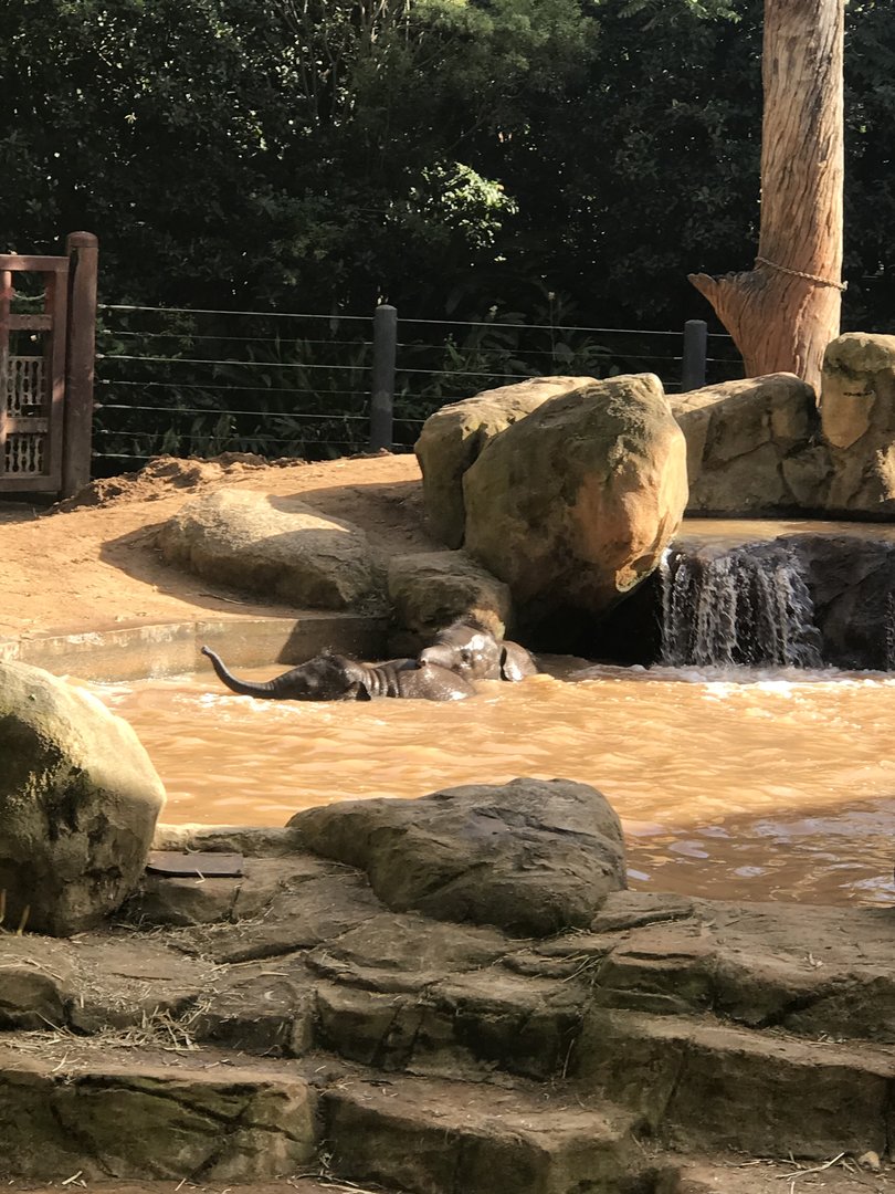 Aiyara and Kati - Asian elephants