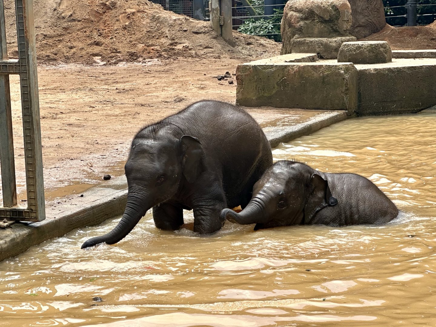 Aiyara and Kati Swimming