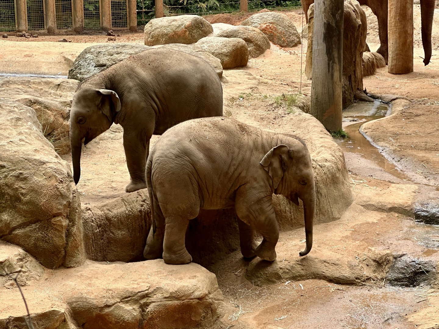 Aiyara and Roi Yim (12 months old)