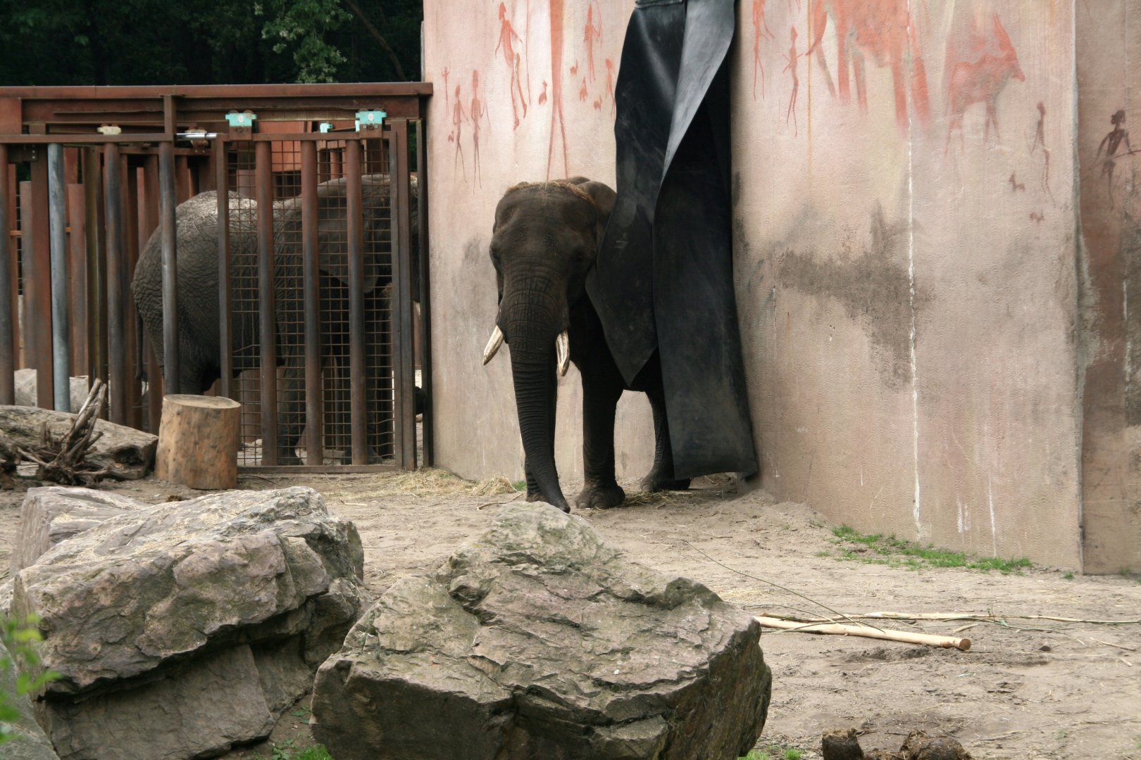 Aja with Tembo in the background