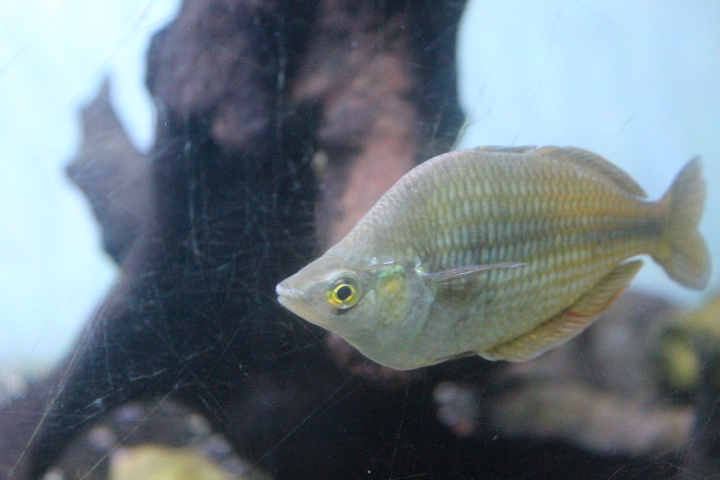 Ajamaru Lakes rainbowfish (Melanotaenia ajamaruensis)