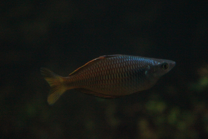 Ajamaru Lakes rainbowfish (Melanotaenia ajamaruensis)