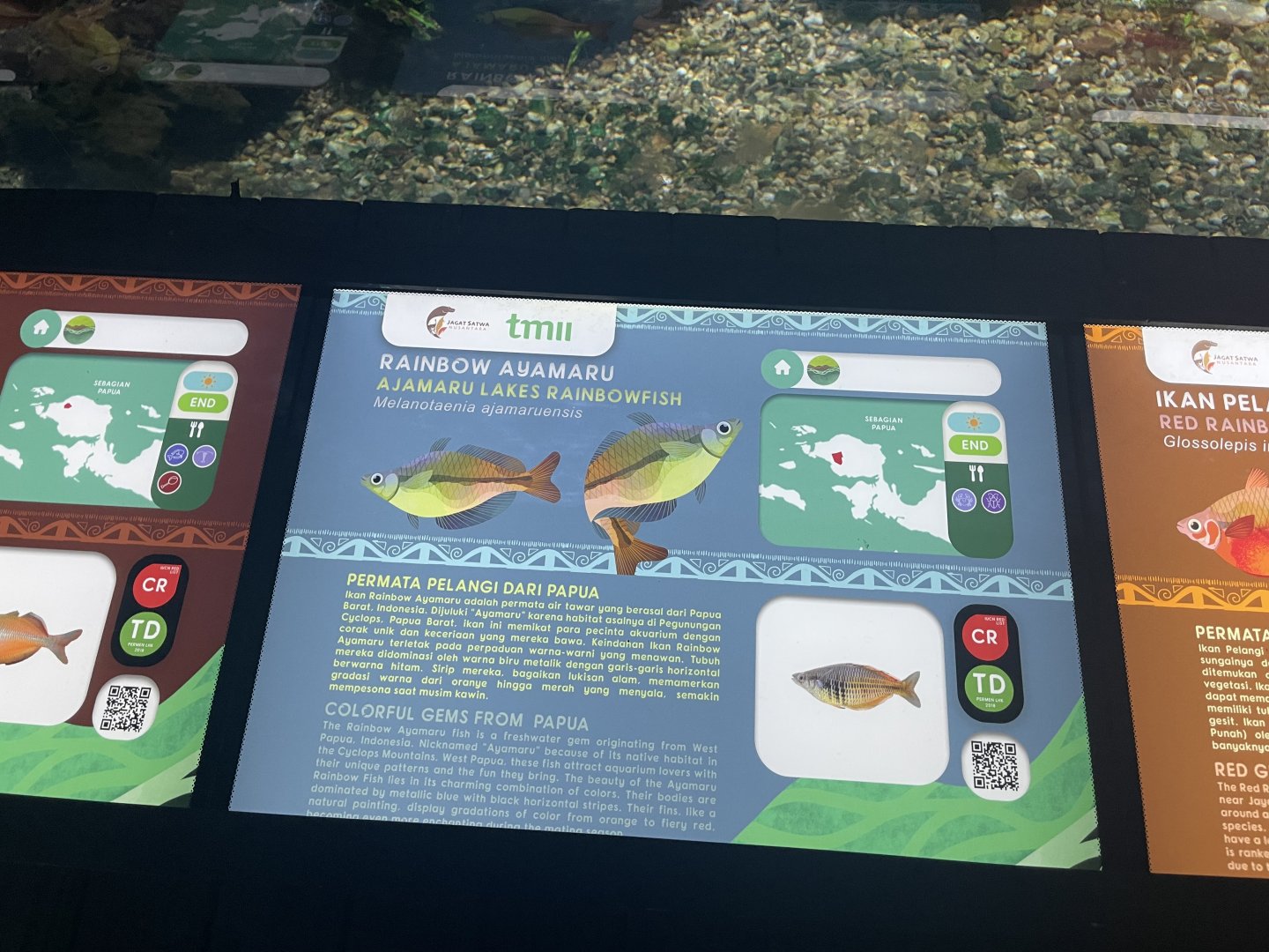 ajamaru lakes rainbowfish signage - dunia air tawar