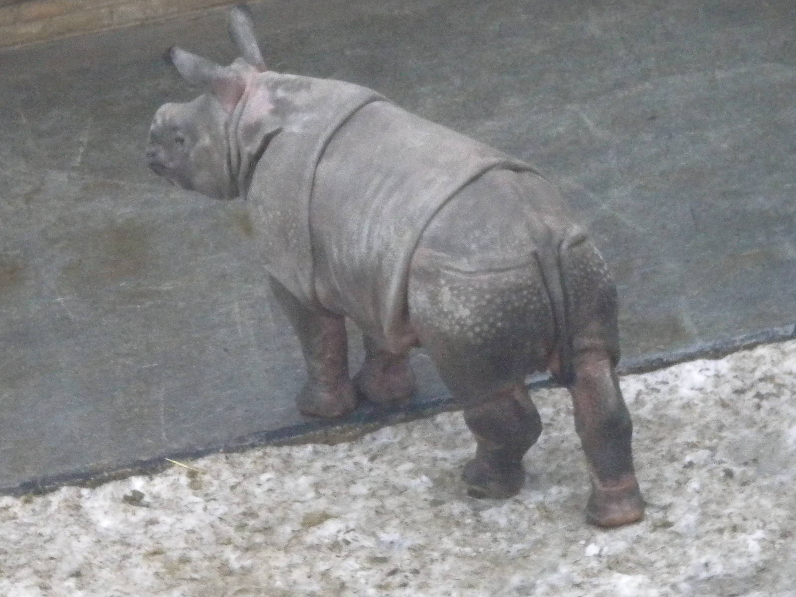 Ajang;Indian Rhino-27/12/10.