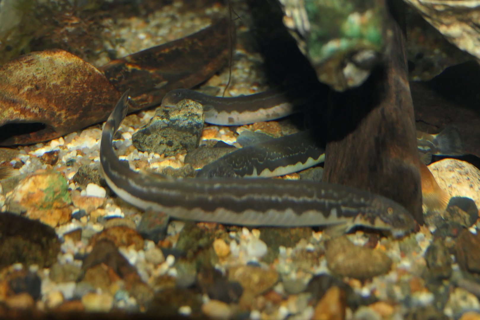 Ajime Loach (Niwaella delicata) - Lake Biwa Museum