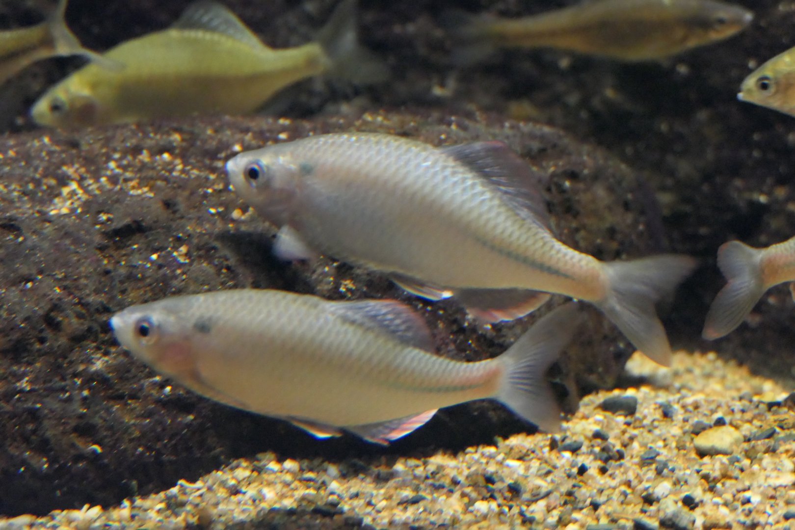 Akahiretabira (Acheilognathus tabira erythropterus) - Lake Biwa Museum