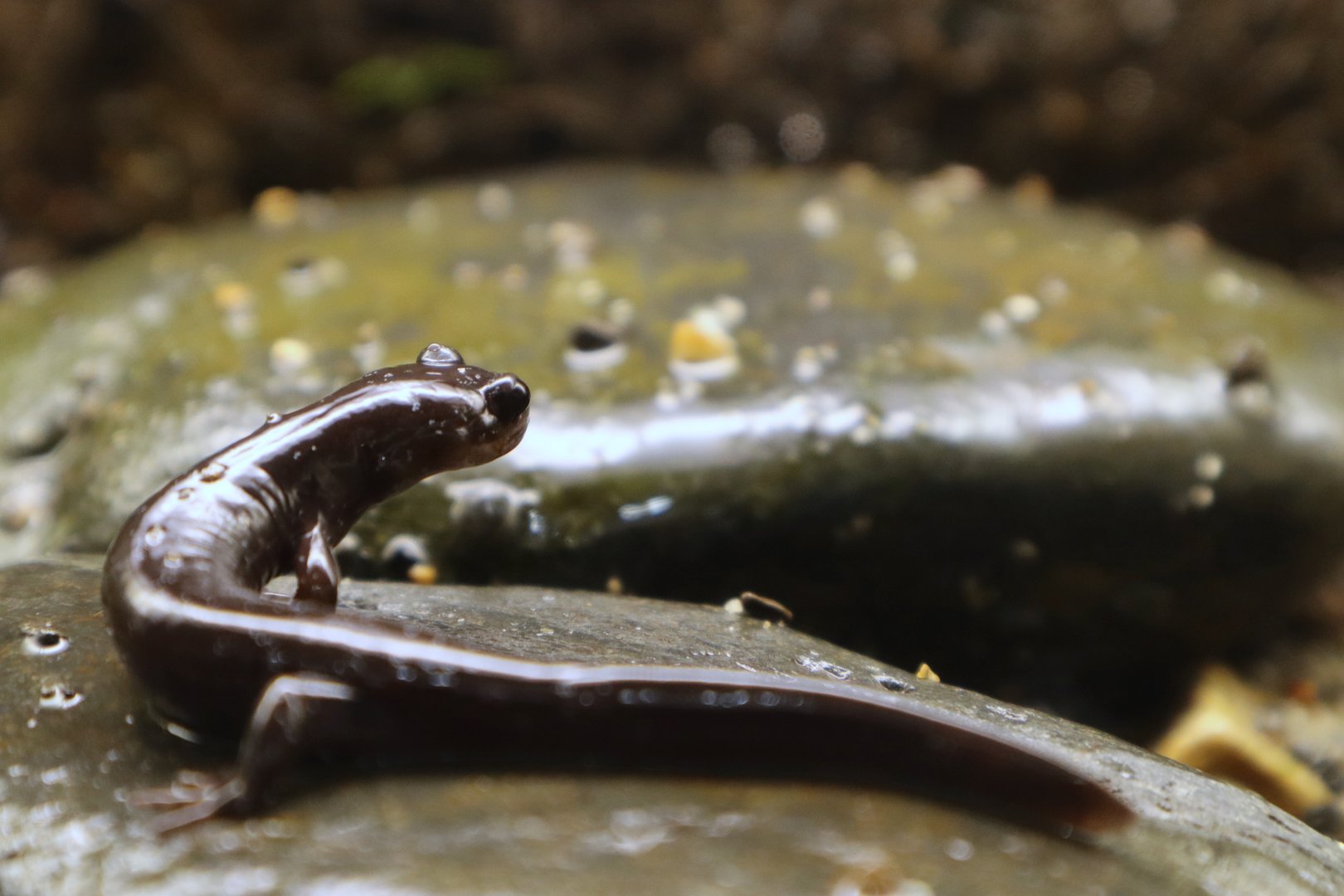 Akaishi Salamander (Hynobius katoi)