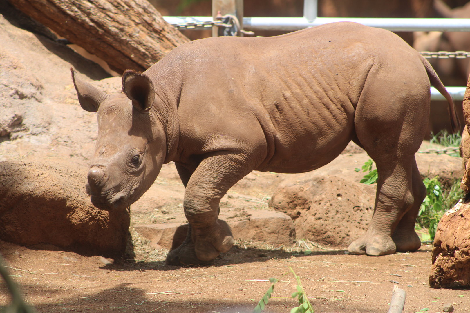 ‘Akamu the Eastern Black Rhino (D. b. michaeli)