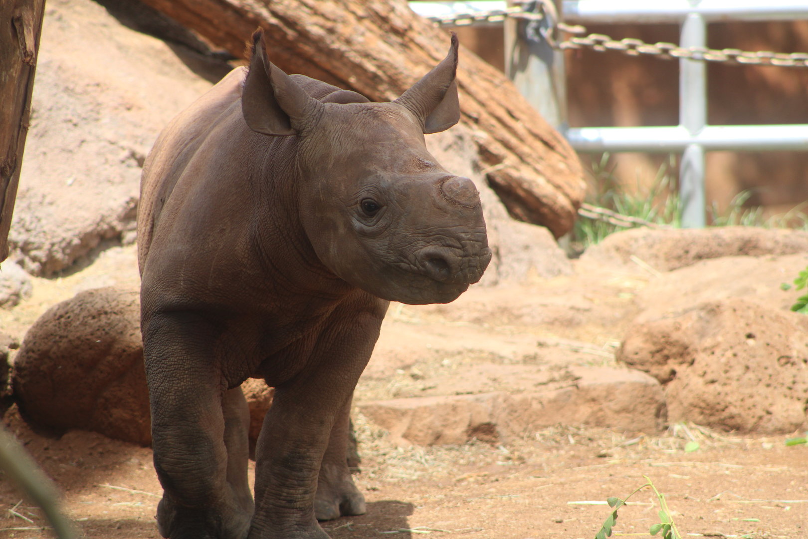 ‘Akamu the Eastern Black Rhino (D. b. michaeli)