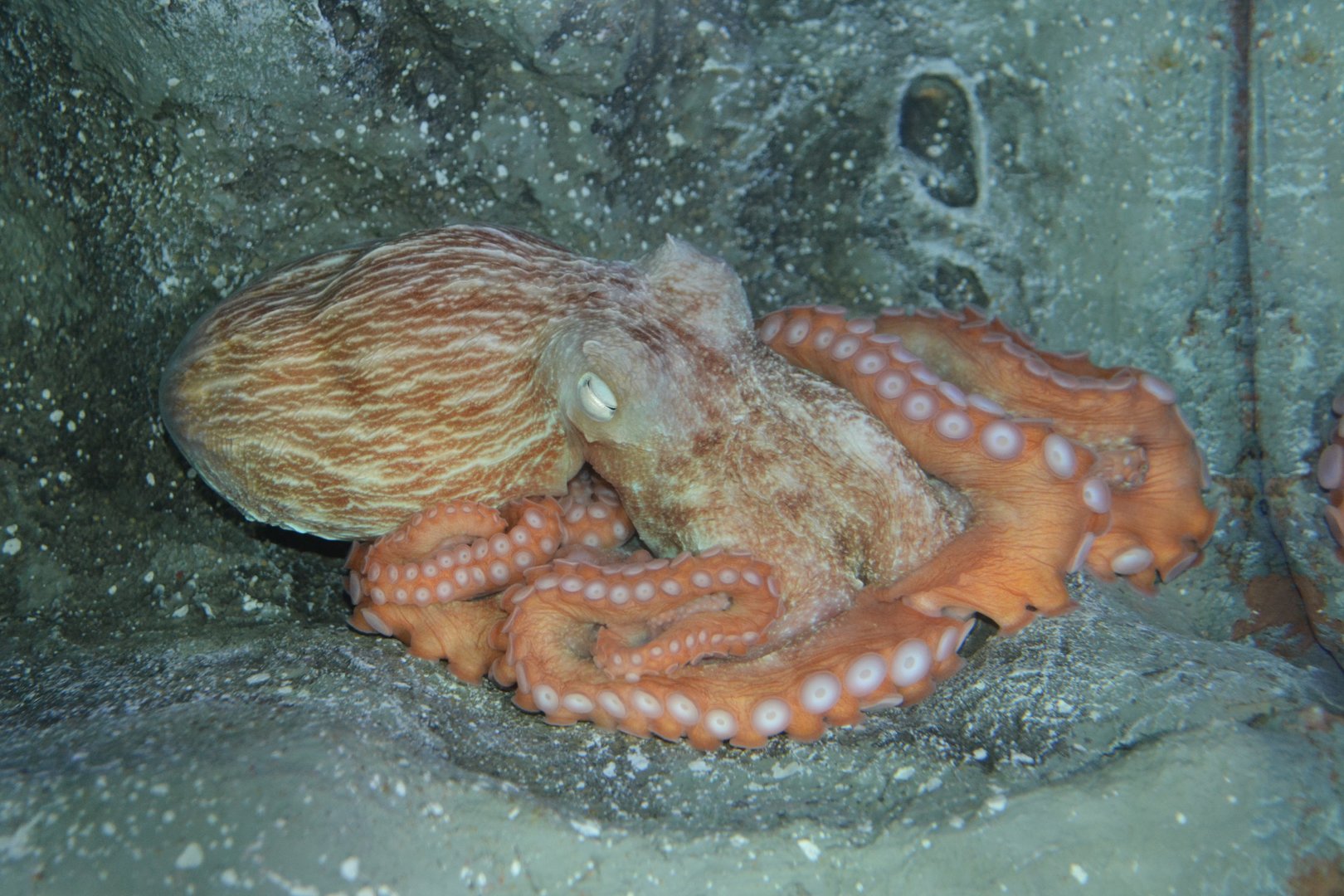 Akashimadako octopus (Octopus sp.)