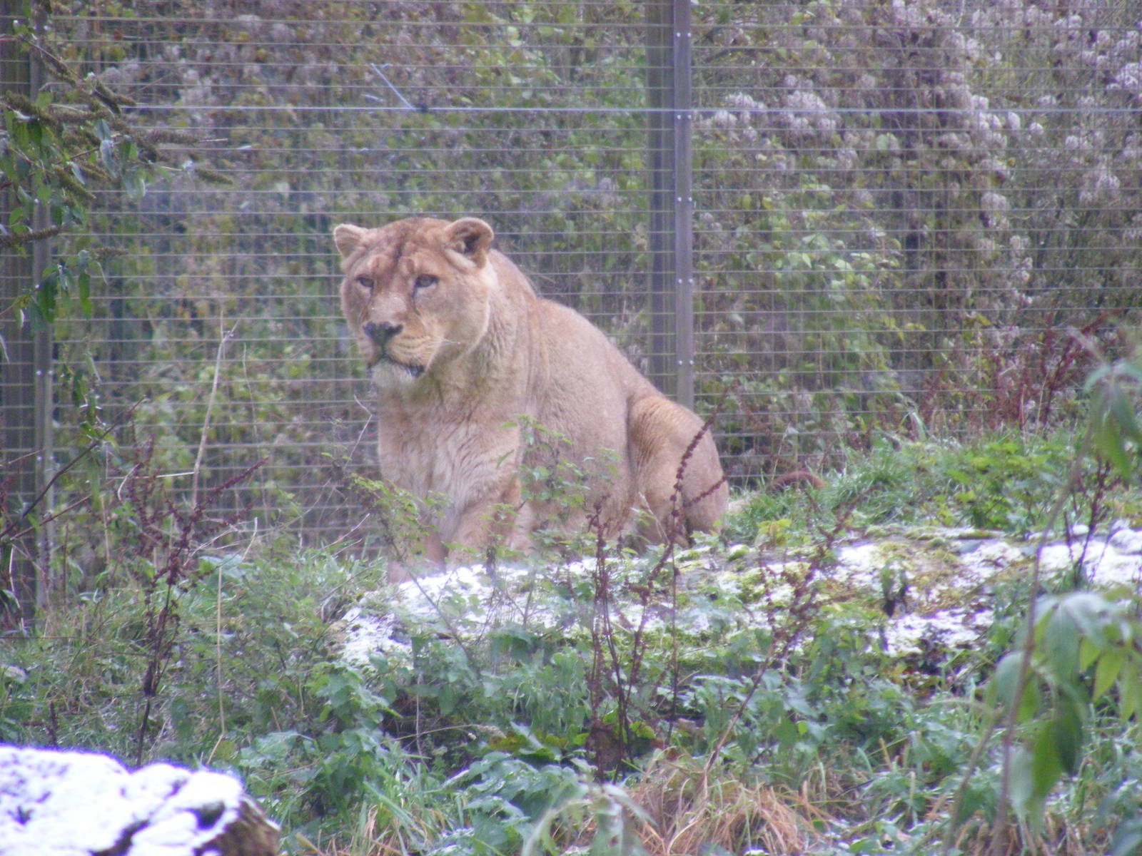 Akela or Gir the Asiatic lion at Cotswold Wildlife Park, 27 November 2010