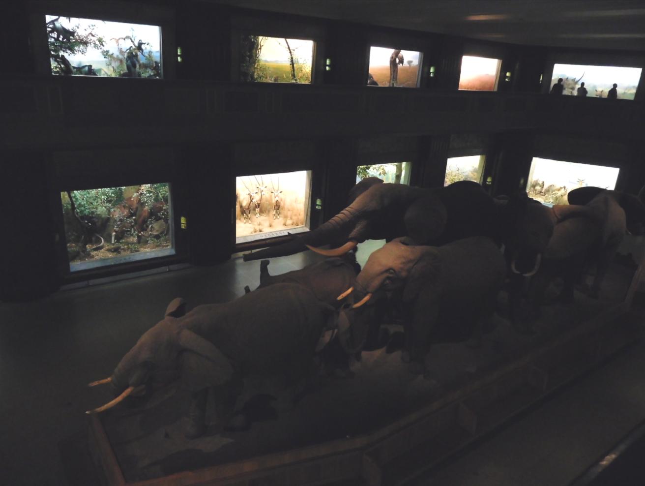 Akeley Hall of Mammals