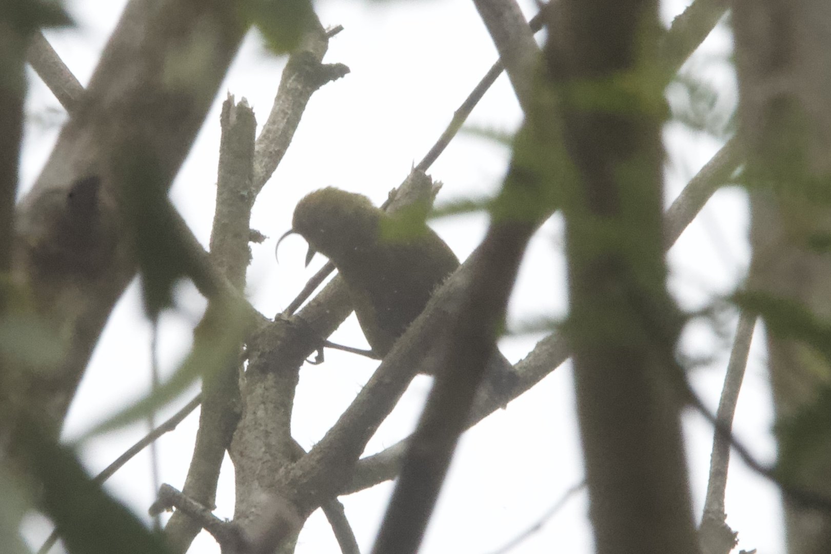 Akiapolaau/ Hemignathus wilsoni