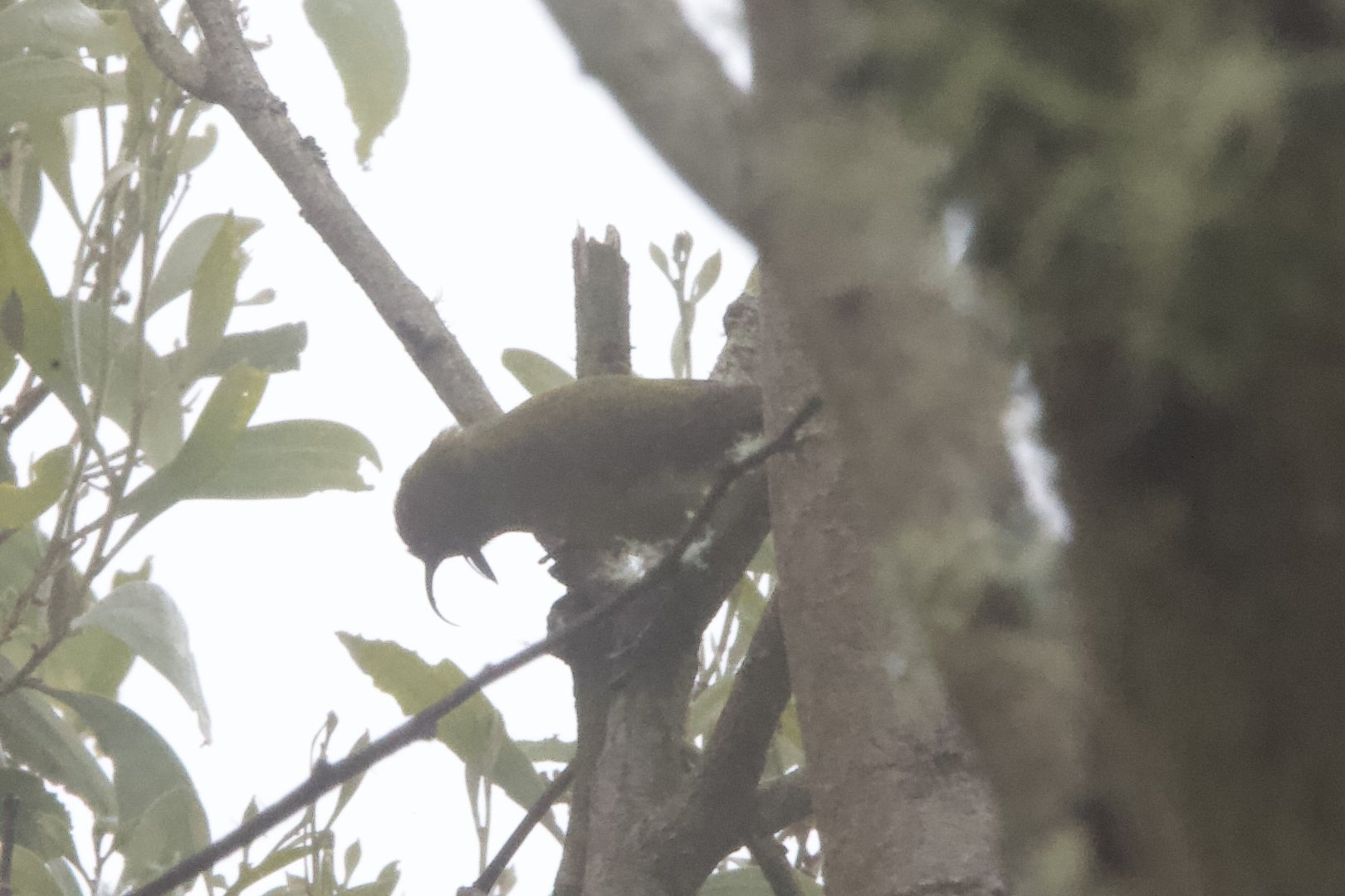 Akiapolaau/ Hemignathus wilsoni