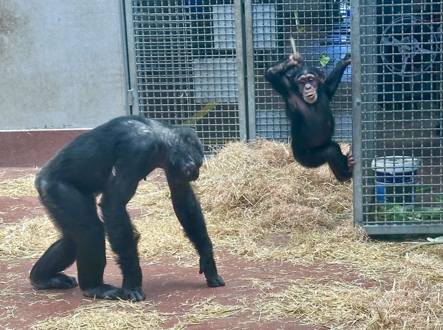 Akida Throwing (Common Chimpanzee)