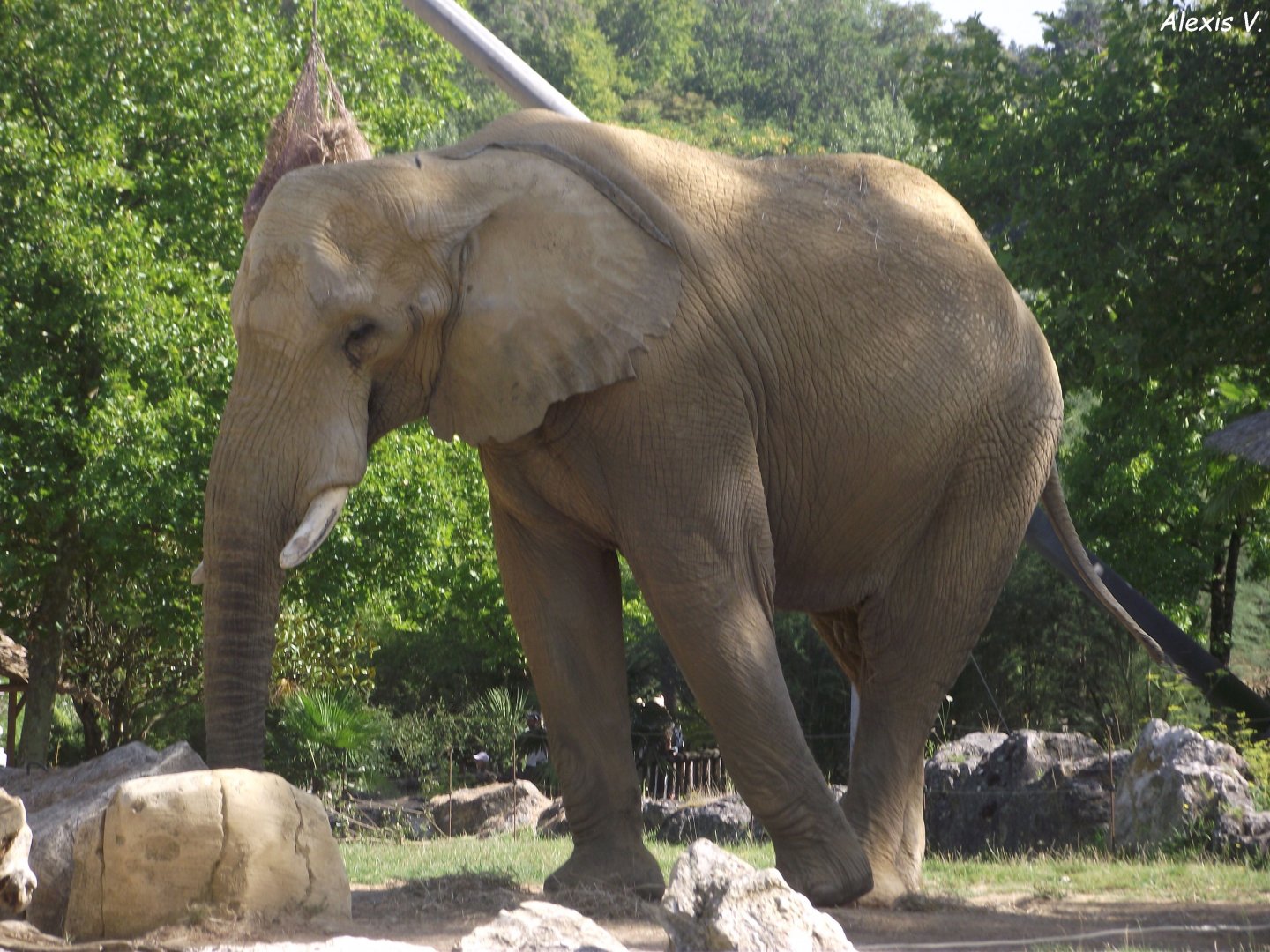 AKILI, African Savanna Elephant - Zooparc de Beauval, 09/08/2025