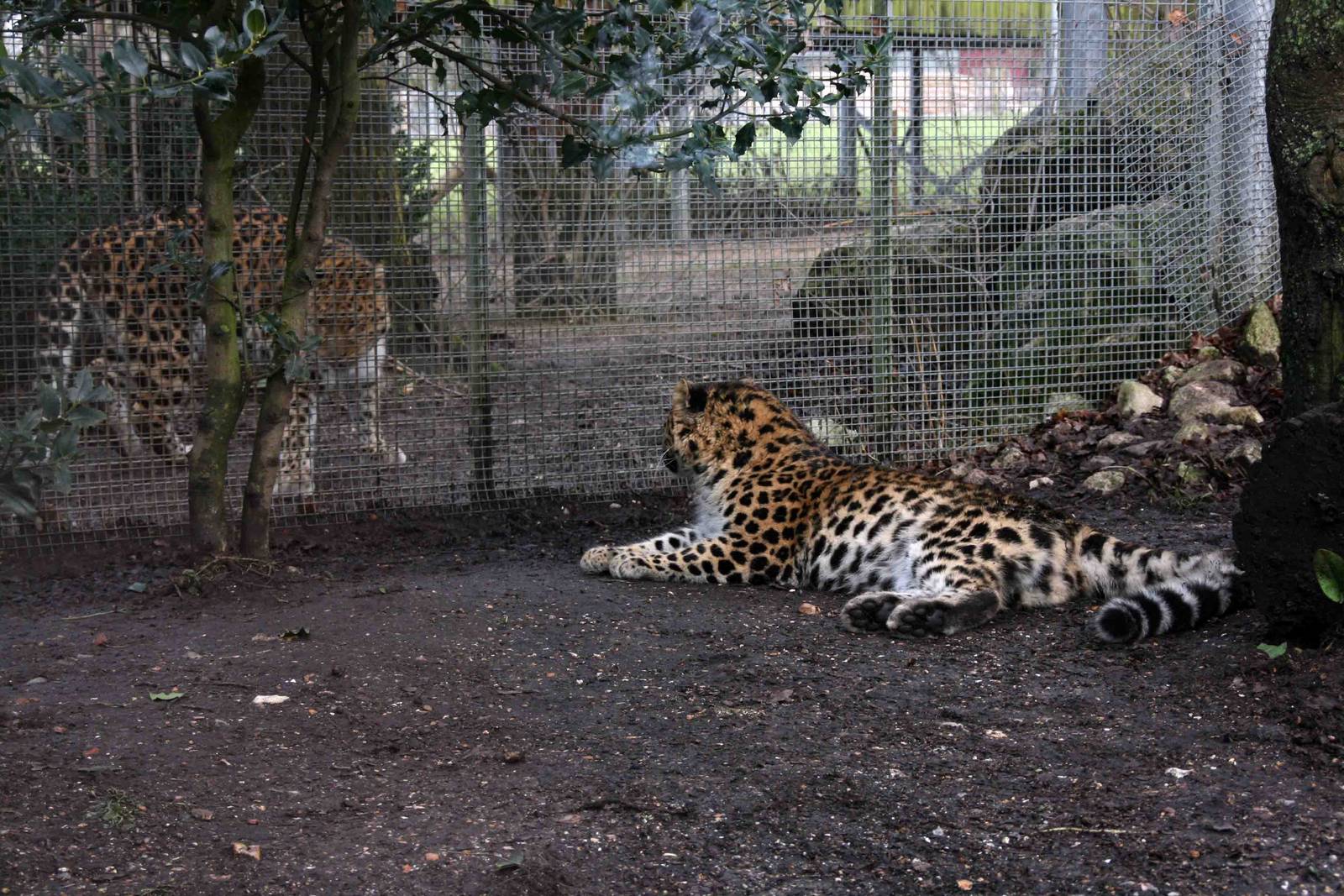 Akin (left) and Kaia (right) Amur Leopard