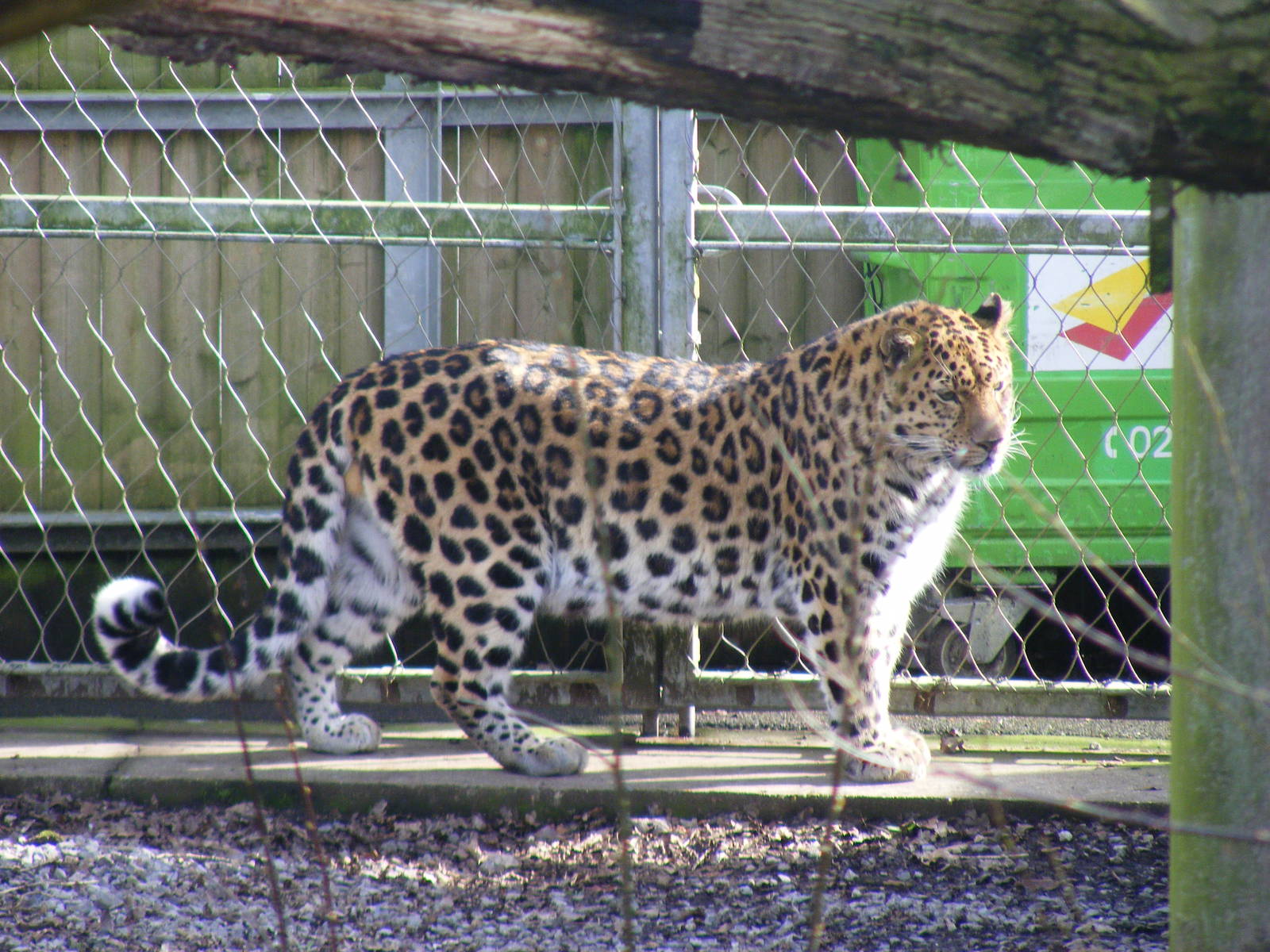 Akin the Amur leopard at Marwell Wildlife, 21 March 2010