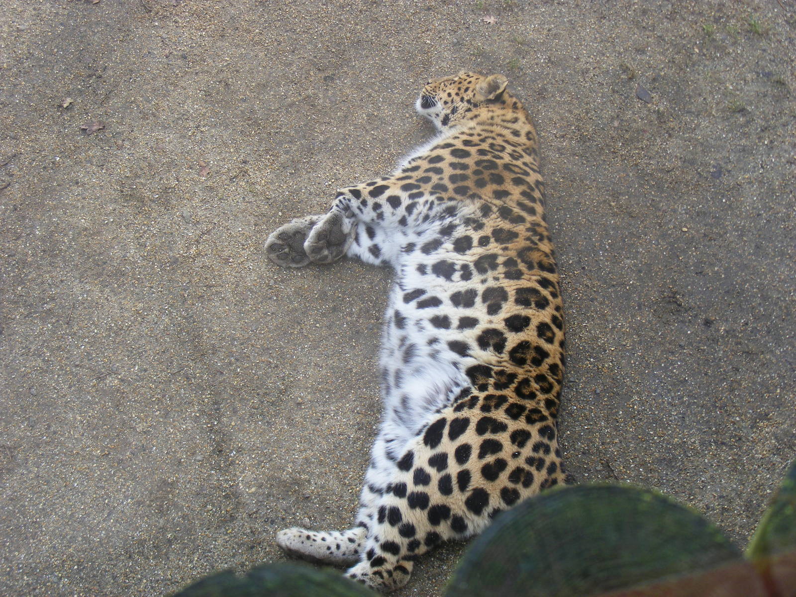 Akin the Amur leopard at Marwell Wildlife, 31 January 2010