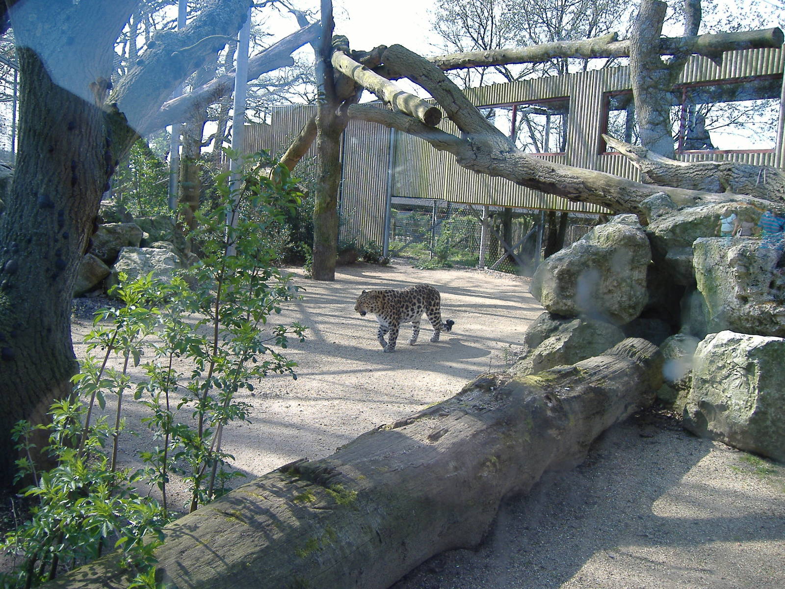 Akin the Amur Leopard in Leopard Lookout exhibit at Marwell Zoo, 8 April 20