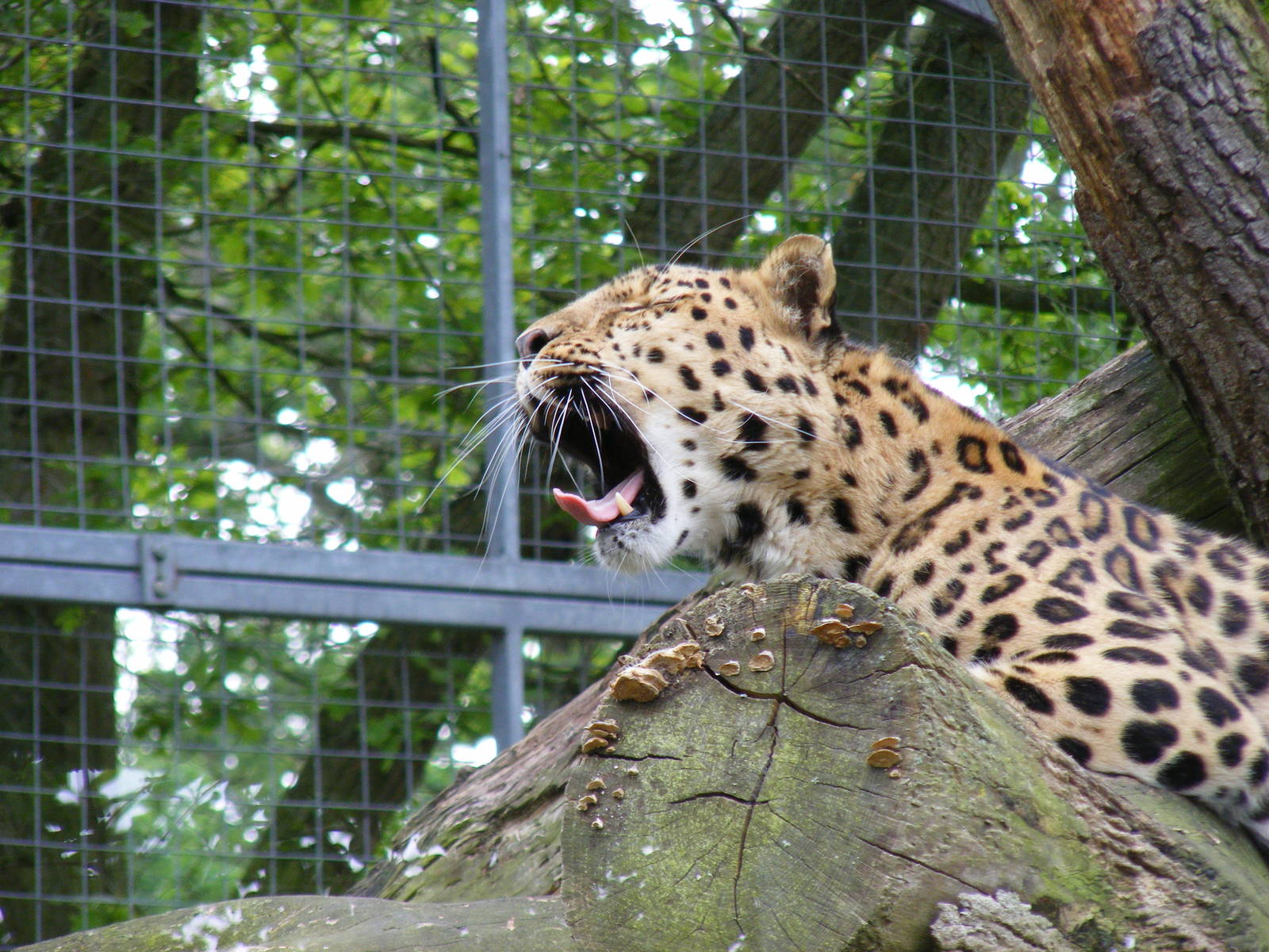 Akin the Amur leopard yawning at Marwell Wildlife, 12 June 2009