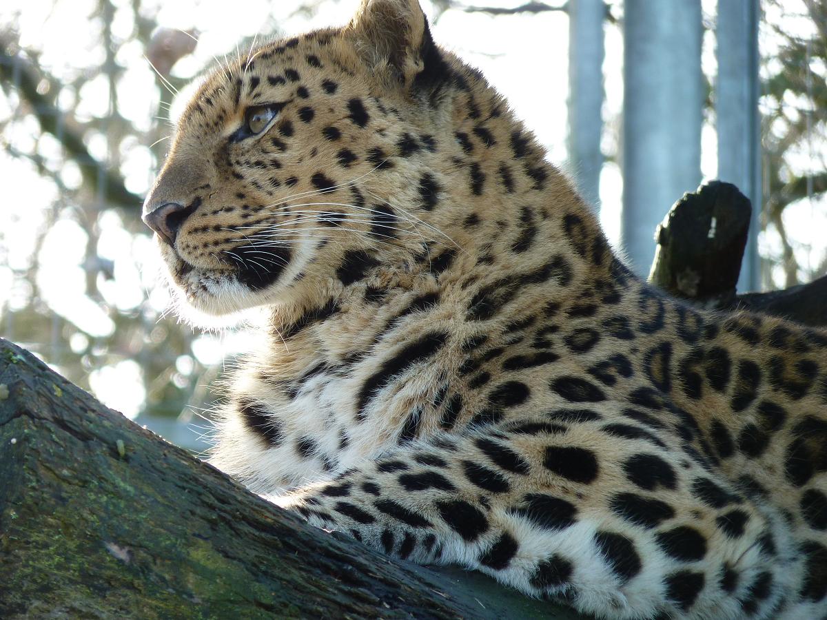 Akin the Amur Leopard