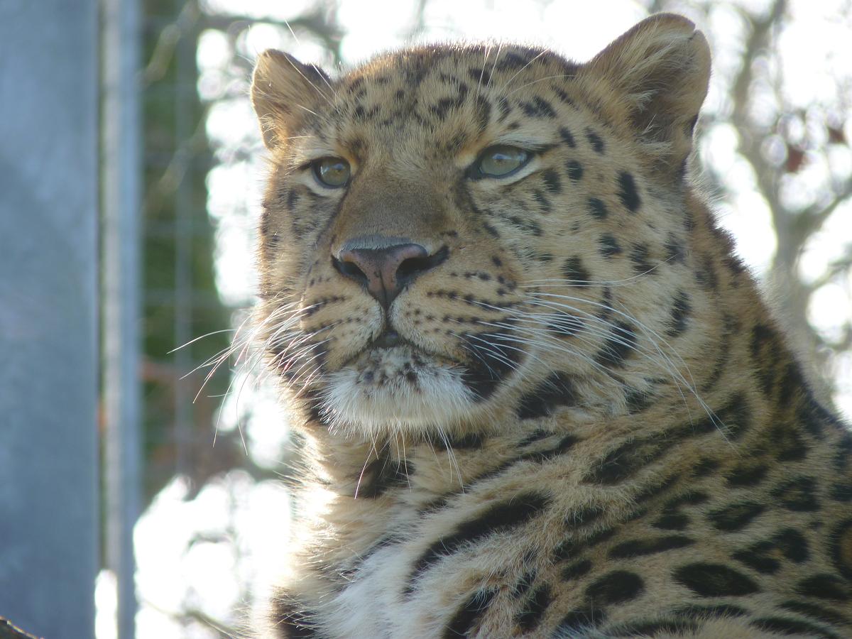 Akin the Amur Leopard