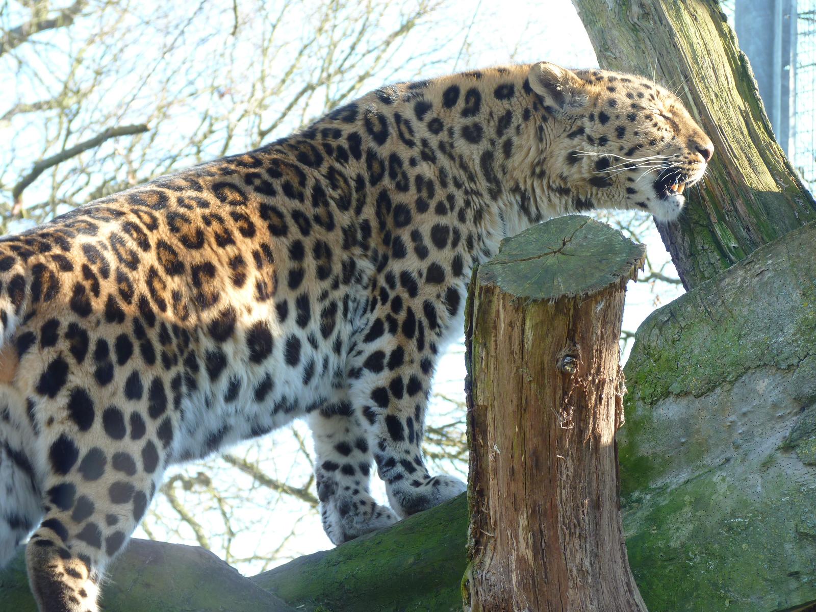Akin the Amur Leopard