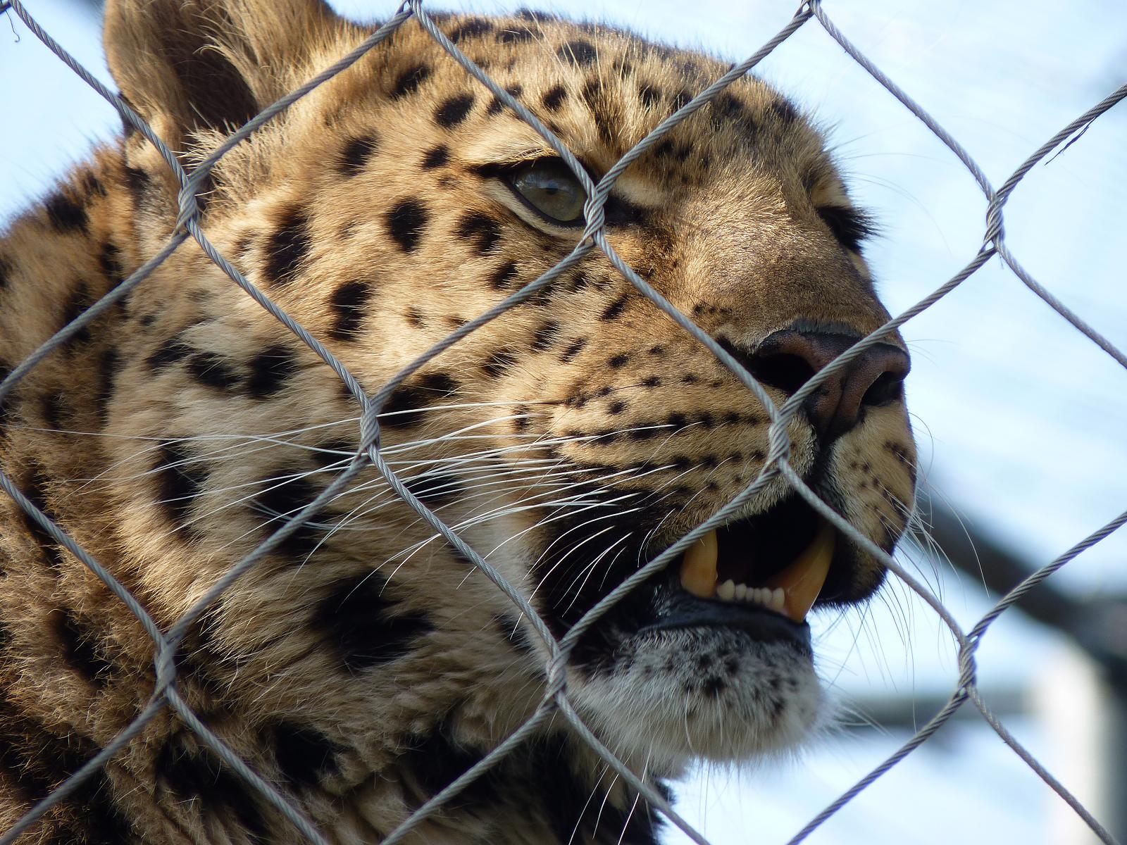 Akin the Amur Leopard