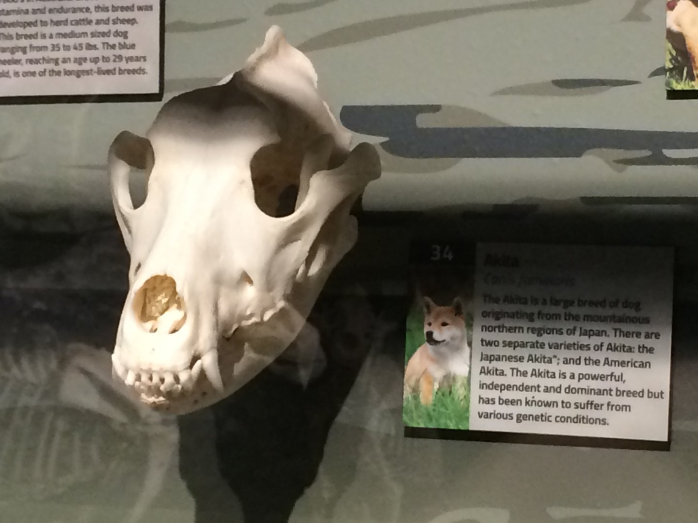 Akita Skull