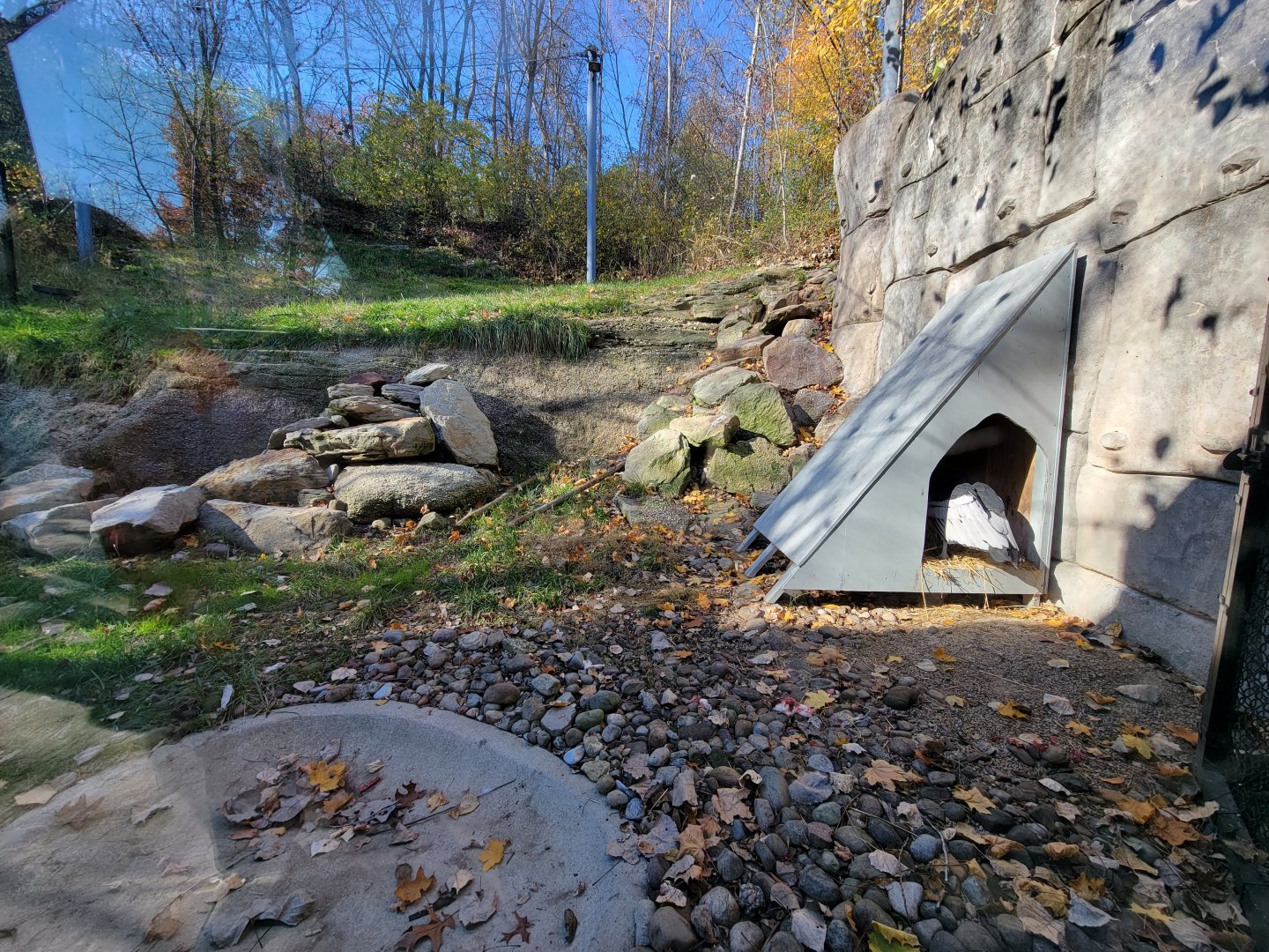 Akron Zoo - Andean condor exhibit