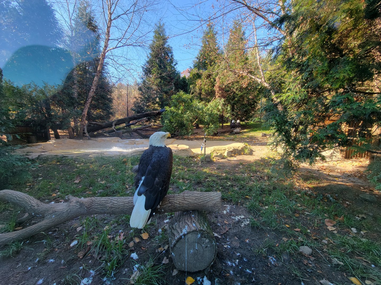 Akron Zoo - Bald eagles