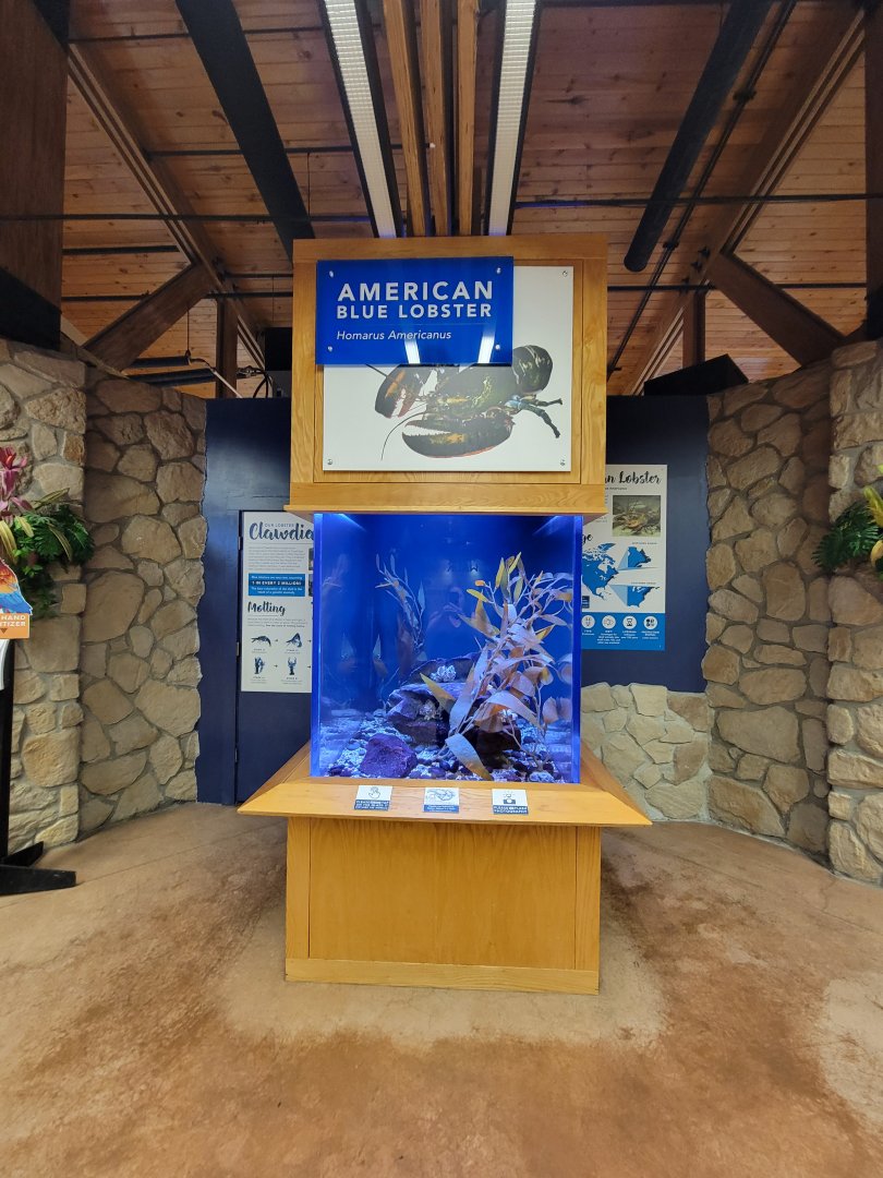 Akron Zoo - Blue American lobster "Clawdia"